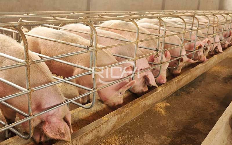 линия по производству кормов  для свиней