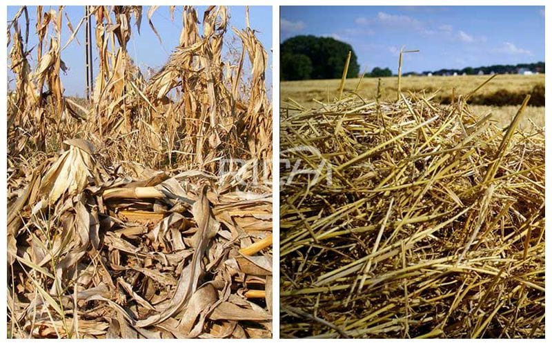 Стебель кукурузы и стебель пшеницы