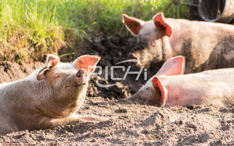 Кормите свиней гранулированным комбикормом, произведенными на грануляторе кормов